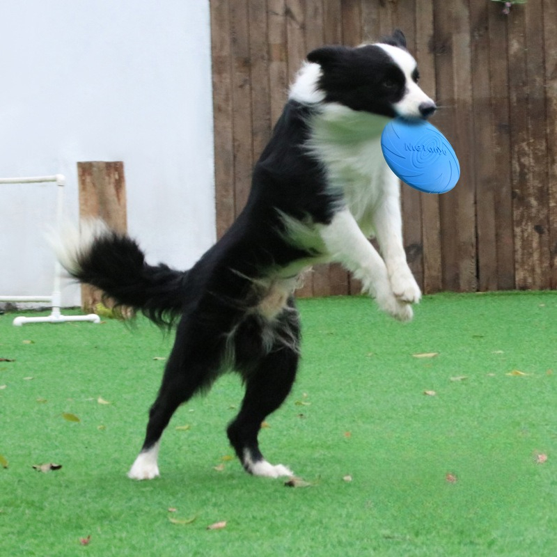 Dog Frisbee, Border Animal Pet – обзор и цена Frisbee Freestyle Disc