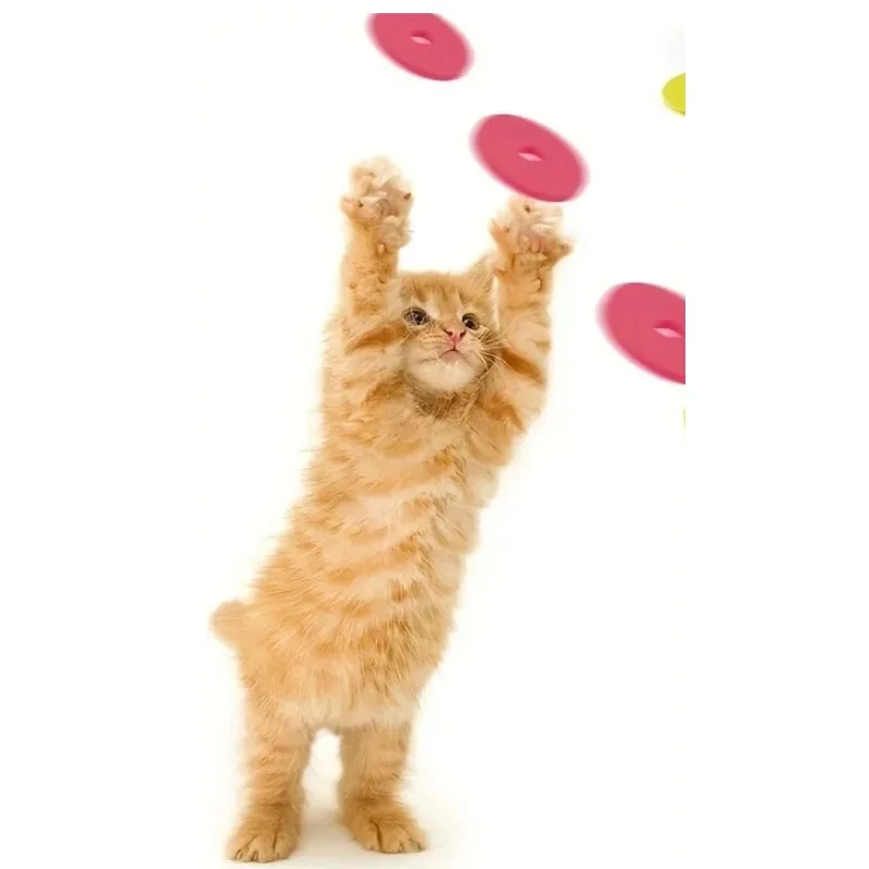 Funny Cat Toys Creative Turnip – обзор и цена Frisbee Freestyle Disc